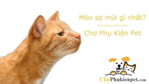 mèo sợ mùi gì