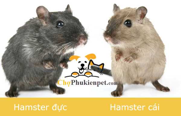 cách phân biệt hamster đực và cái