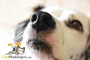 chó bị nghẹt mũi