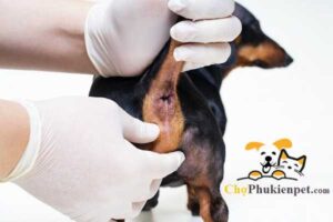 chó bị trĩ