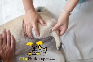 chó bị tụt canxi