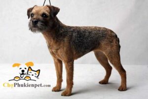 chó đi không vững