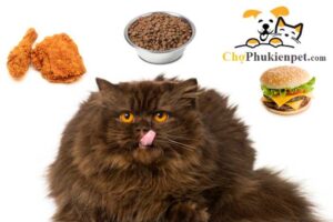 cho mèo ăn gì để mập