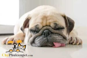 chó ngủ ngáy