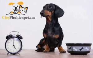 chó nhịn đói được bao lâu