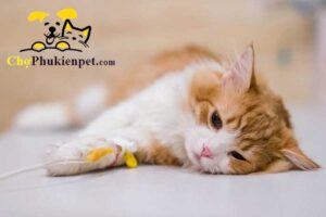 dấu hiệu mèo bị giảm bạch cầu