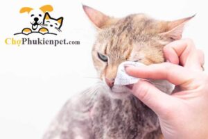 mèo bị đổ ghèn