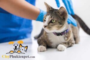mèo bị giảm bạch cầu