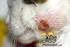 mèo bị lở loét da