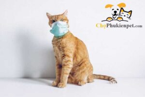 mèo bị nghẹt mũi