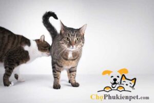 mèo đánh rắm