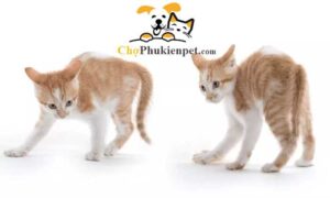 mèo đi loạng choạng