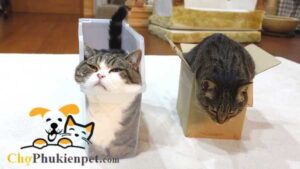 mèo là chất lỏng