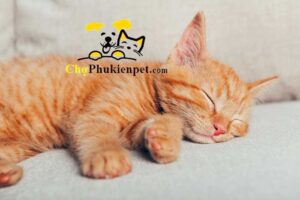 mèo ngủ ngáy