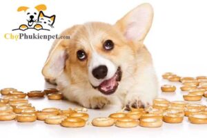 nên cho chó ăn gì để mập