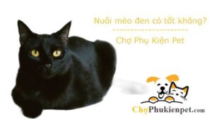 nuôi mèo đen có tốt không