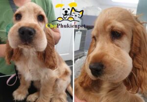 chó bị ong đốt