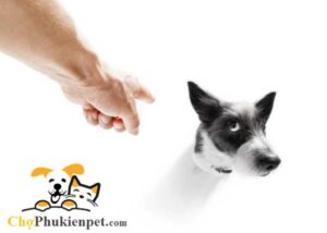 chó có biết giận không