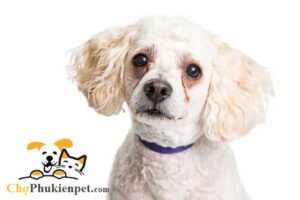 chó có biết khóc không