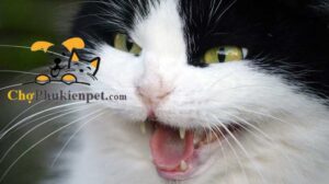 dấu hiệu mèo ghét bạn