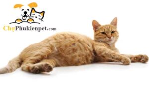 mèo bị chướng bụng