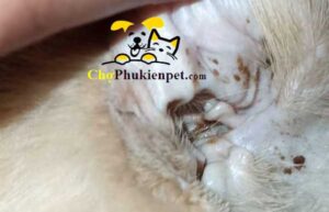 mèo bị rận tai