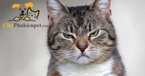 mèo có biết giận không