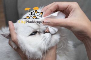 mèo có biết khóc không