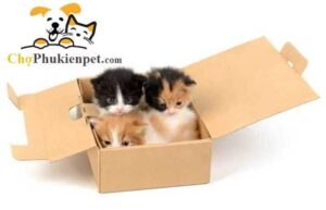 mèo con bị bỏ rơ