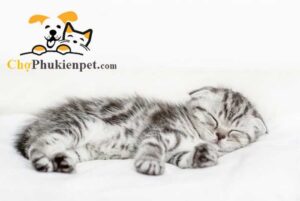 dấu hiệu mèo con sắp chết