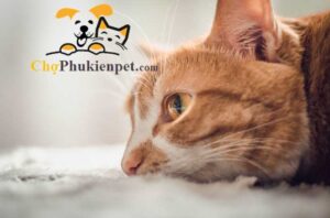 dấu hiệu mèo sắp chết