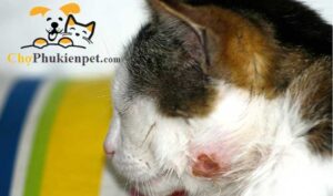 mèo bị áp xe