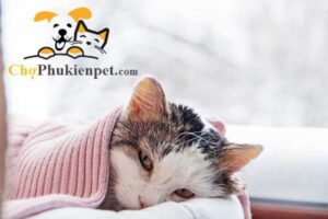 mèo bị hắt hơi sổ mũi