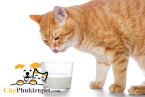 mèo bị thiếu canxi