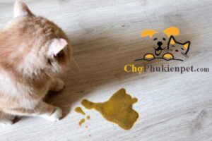 mèo bị viêm ruột