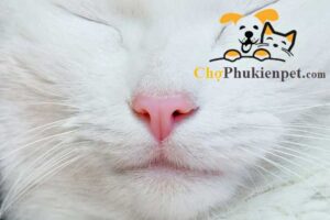 mũi mèo bị khô
