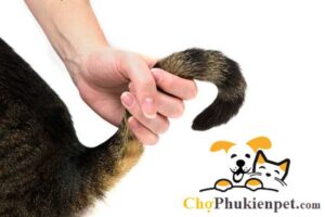 những điều cấm kỵ khi nuôi mèo