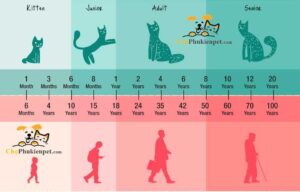 tuổi của mèo so với người