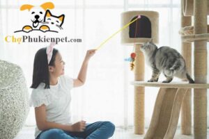 cách chơi với mèo