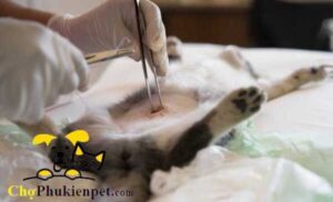 phản ứng của mèo sau khi triệt sản