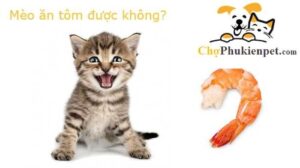 mèo ăn tôm được không