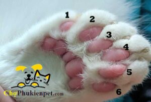 mèo có mấy ngón chân